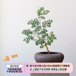 【种子】多年生  ins风 盆景金合欢 黑刺猴儿 3粒