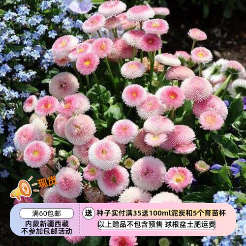 疯狂的小羊草莓奶油种子