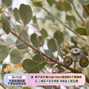 【种子】多年生 尤加利 桉树 心叶桉 EUCALYPTUS websteriana 5粒