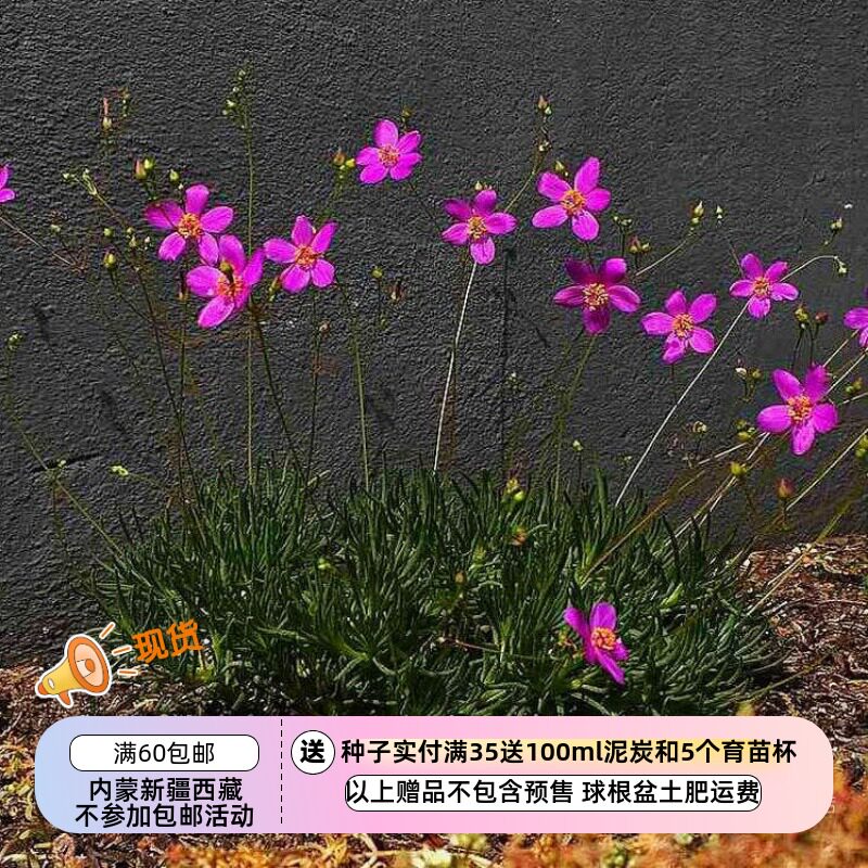 【种子】多年生 肉质根叶 马齿笕科 小花花 草花火10粒