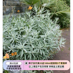 【种子】花镜植物 银艾草 路易斯安娜鼠尾草 20粒