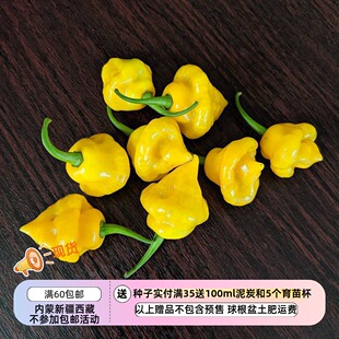 【种子】传家宝种子可盆栽沙拉鲜食 果香甜辣椒 特立尼达香水