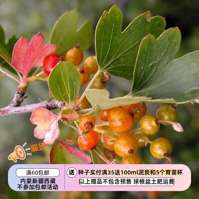 【种子】多年生 小灌木 金色醋栗 香茶藨子 10粒