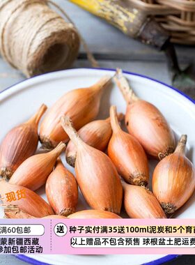 【种子】味道浓郁  鱼雷状椭圆形小洋葱 伊利斯塔 10粒