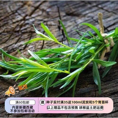 疯狂的小羊俄罗斯龙蒿