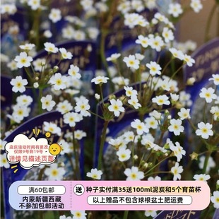 【种子】多年生 报春花科   雪山点地梅  星尘   10粒