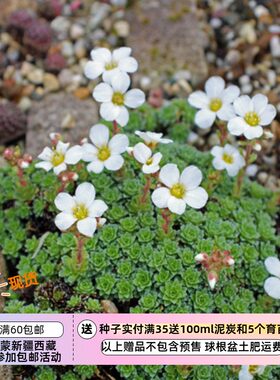 【种子】多年生 播种难度高 缘边垫状虎耳草 10粒