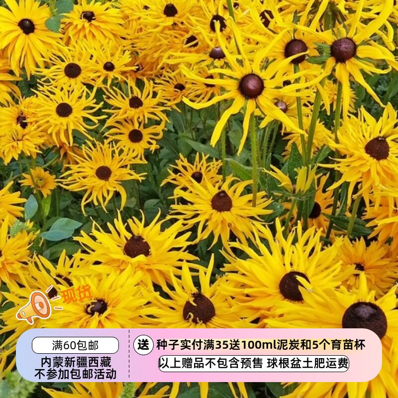 【种子】多年生 切花型 黑眼菊 金光菊 海葵 5粒图片