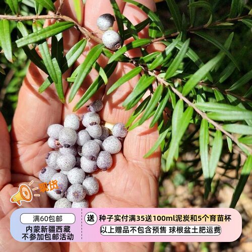 【种子】多年生 澳洲浆果小灌木 蜜晶果 Midyim Berry 3粒