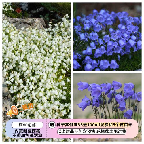 疯狂的小羊仙女针风铃草