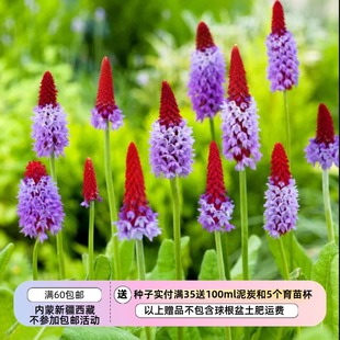 【种子】多年生  报春花科 花园功绩奖 樱草 棒棒糖报春  10粒