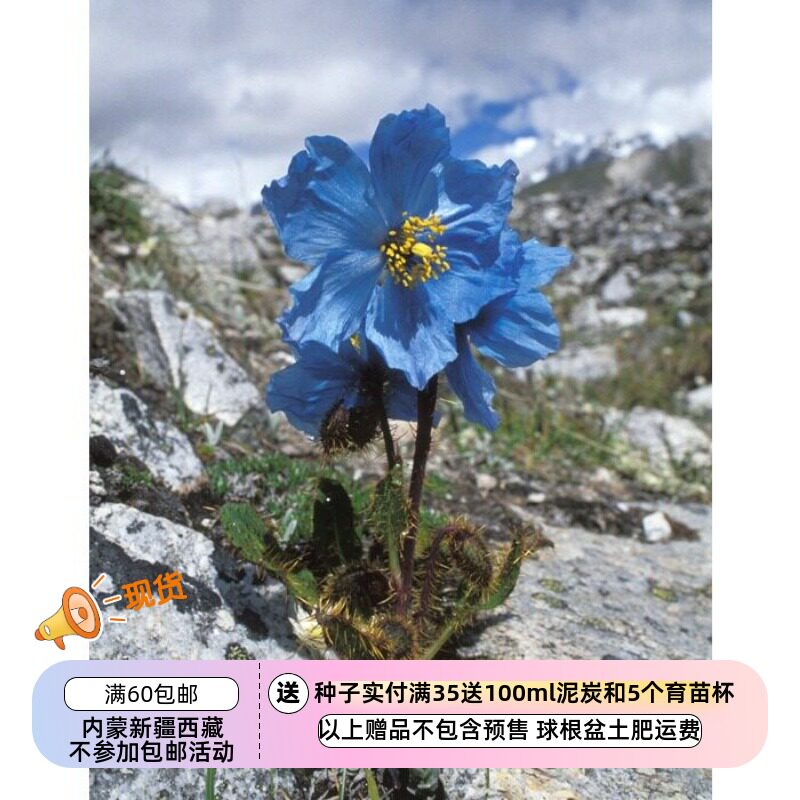 【种子】  多年生 多刺绿绒蒿 10粒