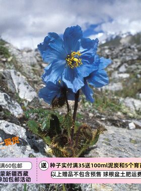 进口种子多年生10粒绿绒蒿