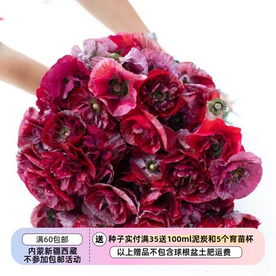 进口种子雪莉半重瓣潘多拉