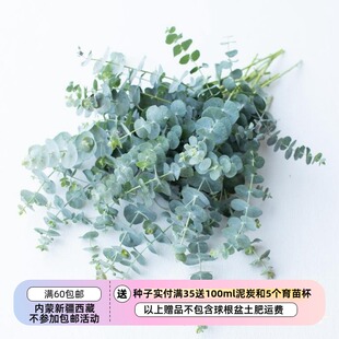 【种子】进口种子尤加利桉树 蓝宝贝EUCALYPTUS pulverulenta 5粒