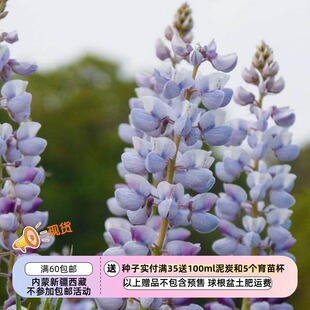 【种子】多年生宿根 原生品种 日晷羽扇豆 5粒