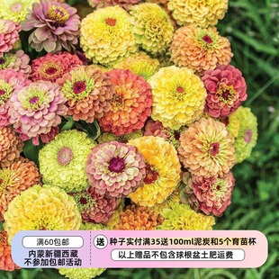 【种子】一年生夏季耐热 切花型 重瓣百日草 女王系列 多色可选