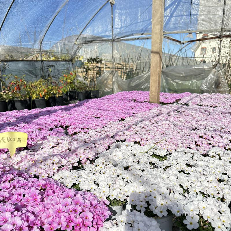 桃之辉酢浆草双色冰淇淋