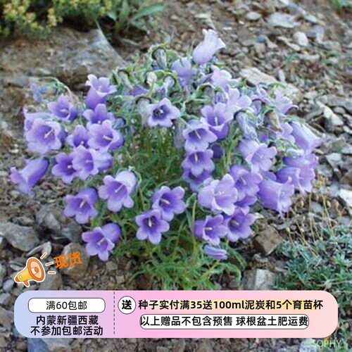 比利牛斯风铃草华丽风铃草