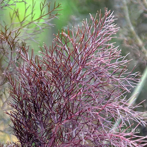 【种子】多年生 香草类 可食用  紫色茴香 青铜色茴香  10粒