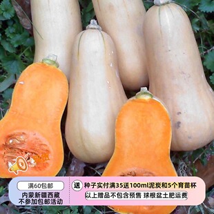【种子】产量高 坚果香气浓郁烘烤奶油糖果味儿 西耶奶油南瓜 2粒