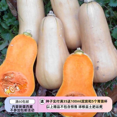 【种子】产量高 坚果香气浓郁烘烤奶油糖果味儿 西耶奶油南瓜 2粒