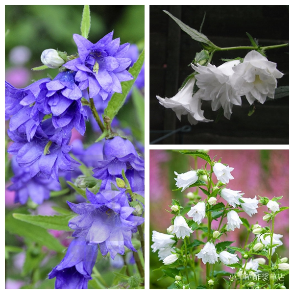 疯狂的小羊宽钟风铃草混色