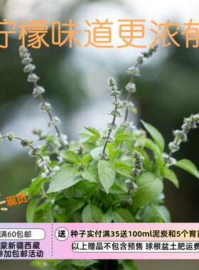 【种子】香草比普通柠檬罗勒更浓郁 --伯恩斯夫人的柠檬罗勒 20粒