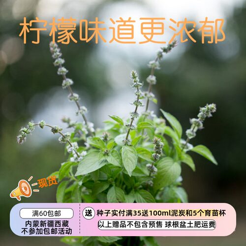 疯狂的小羊伯恩斯夫人的柠檬罗勒