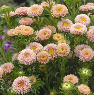 【种子】一年生 切花型半重瓣翠菊  松本系列 杏色 10粒