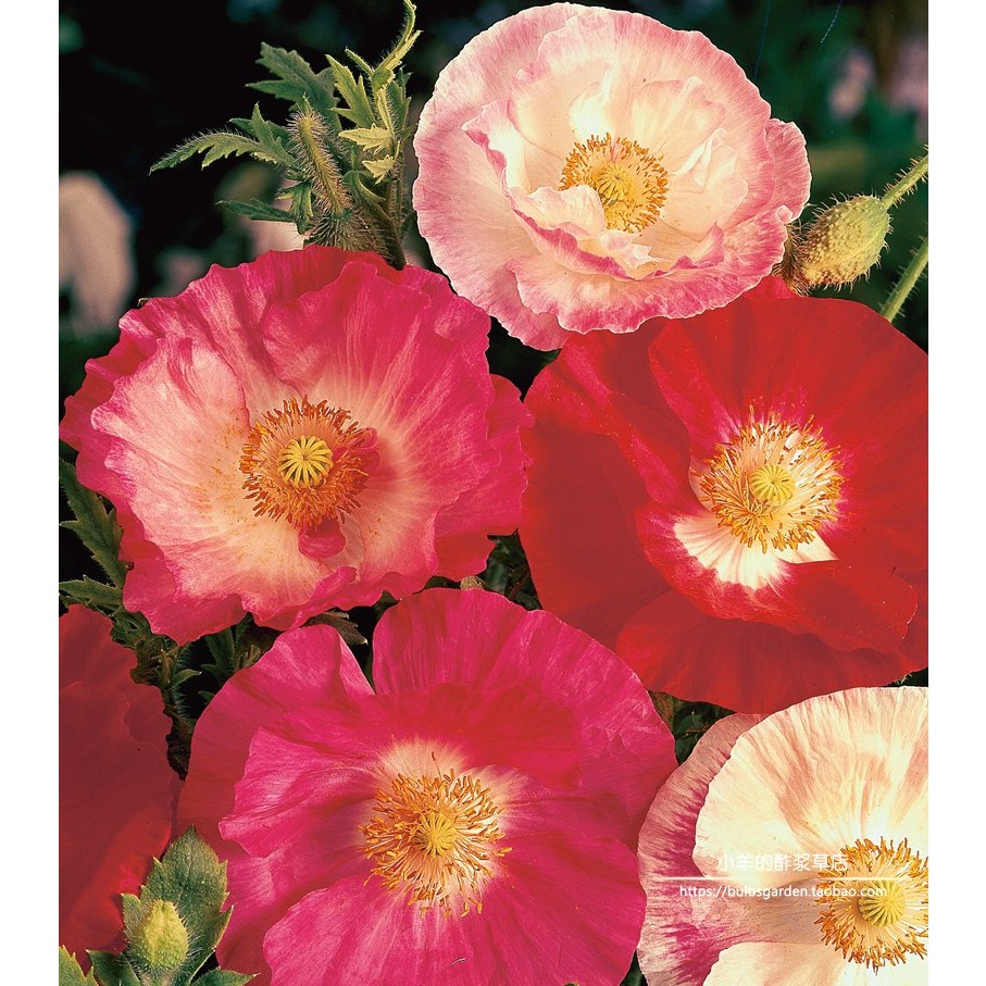 进口种子雪莉虞美人半重瓣