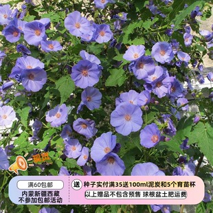 【种子】 多年生 锦葵科 大花苘麻 葡萄叶苘麻  3粒