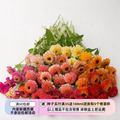 单瓣-重瓣百日草糖果混色