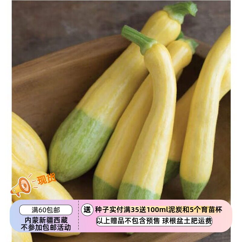 【种子】 夏季西葫芦 坚果风味儿  夏日微风 3粒