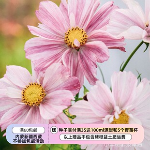 【种子】新品 夏季耐热 矮生波斯菊 罗塞塔  5粒