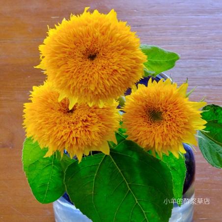 【种子】一年生夏季耐热 矮生多头盆栽向日葵小熊F1代种子  5粒