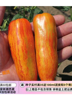 【种子】 无限生长型  罗马条纹番茄 西红柿  橙色射线