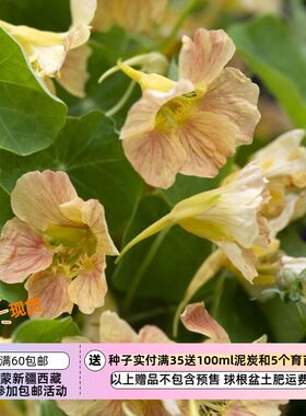 疯狂的小羊旱金莲旱荷花