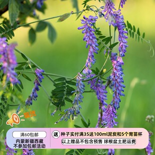 【种子】多年生 蔓生 簇生野豌豆 3粒