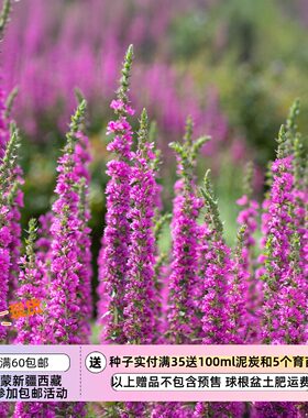 【种子】多年生 抗性强好养活 紫花千屈菜 紫花珍珠菜 10粒