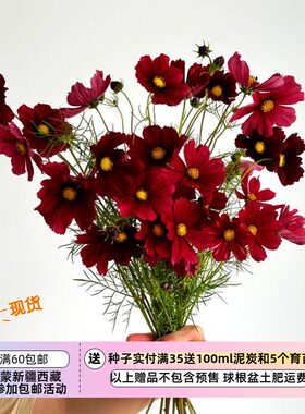 切花型波斯菊暗红色鲁本扎
