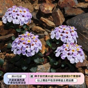 【种子】多年生 十字花科 匙叶屈曲花 5粒