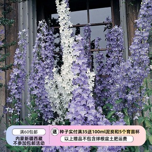 【种子】 耐热性好 可达2米高 塔型风铃草 两色可选 20粒