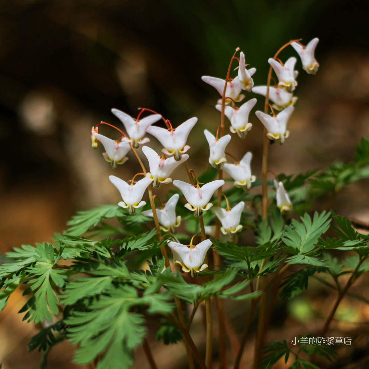 【种子】多年生 球根型小型品种 小白兔荷包牡丹 5粒（非常难种）