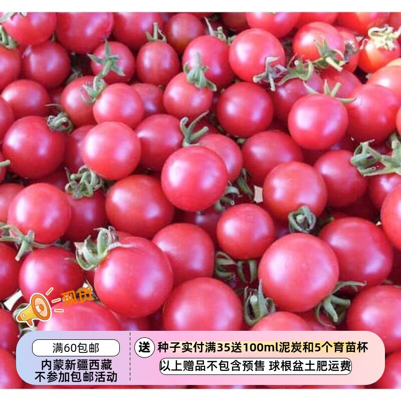 【种子】 无限生长型  酸甜口 洪堡野生粉红樱桃番茄 5粒