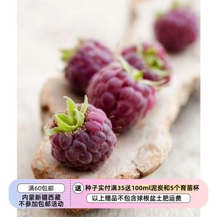 【种子】多年生小灌木  浆果覆盆子 树莓  紫红树莓 紫水晶  5粒