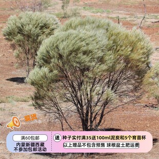 【种子】多年生 盆栽观赏  澳大利亚 无脉金合欢 5粒
