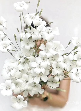 【种子】一年生 切花型 白色花 大麦仙翁 海洋珍珠  10粒