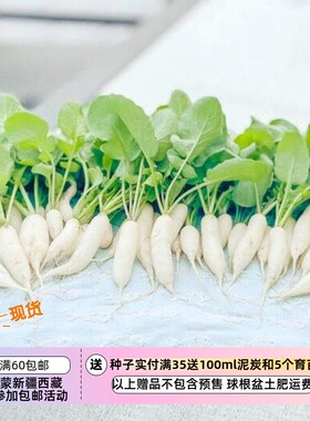 【种子】传家宝品种  快速生长 早熟 微型水果萝卜 白色冰柱 10粒