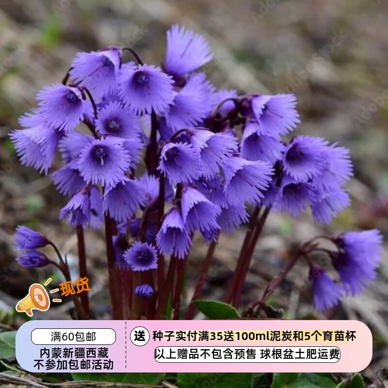 【种子】多年生 报春花科 高山雪玲花 高山圆币草 5粒